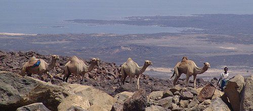 Danakil salt caravan