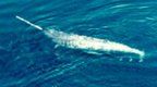 solo narwhal from air web.jpg (20185 bytes)