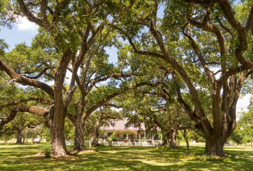 A house is surrounded by trees in a lush green field.
