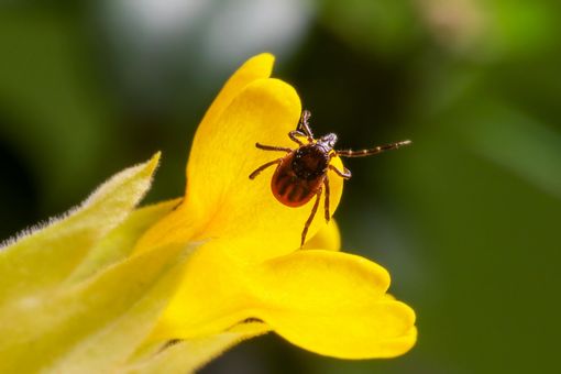 Tick image