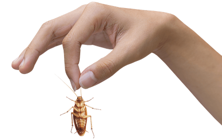 Hand holding bug