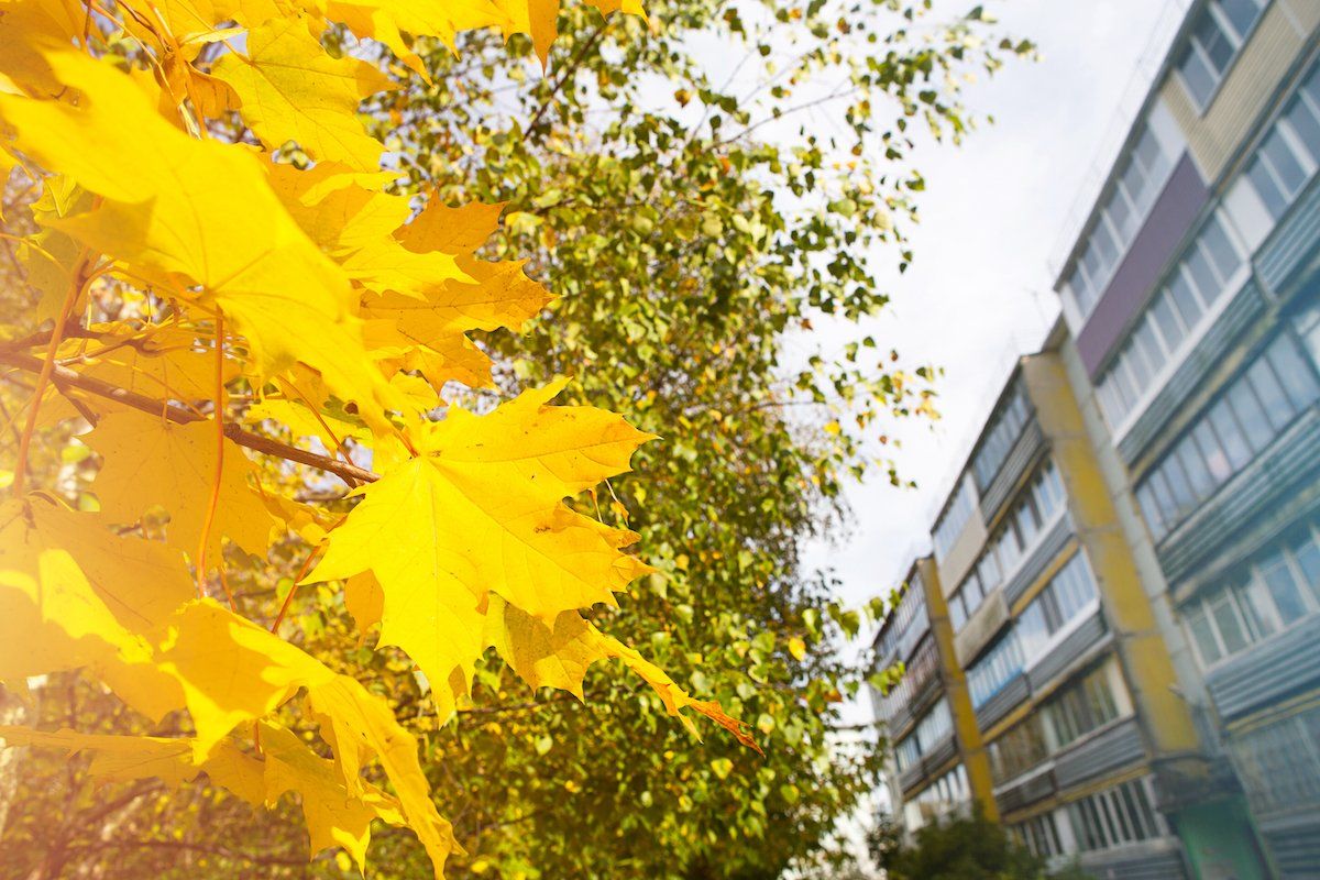 A cluster of fall trees stand in front of an apartment complex.