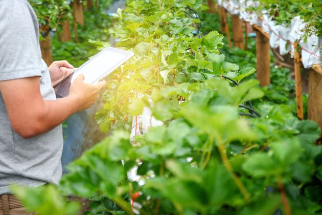 Person writing on a clipboard in a lush greenhouse between rows of green plants Person writing on a clipboard in a lush greenhouse between rows of green plants