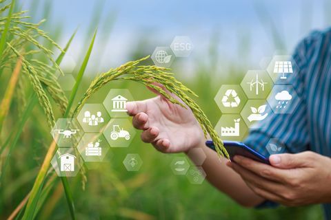 Hands touch green crop leaves with eco icons over a field while another person holds a phone. Hands touch green crop leaves with eco icons over a field while another person holds a phone.