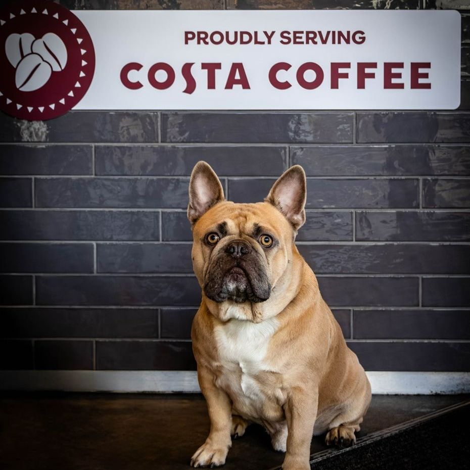 A dog sitting in front of a costa coffee sign