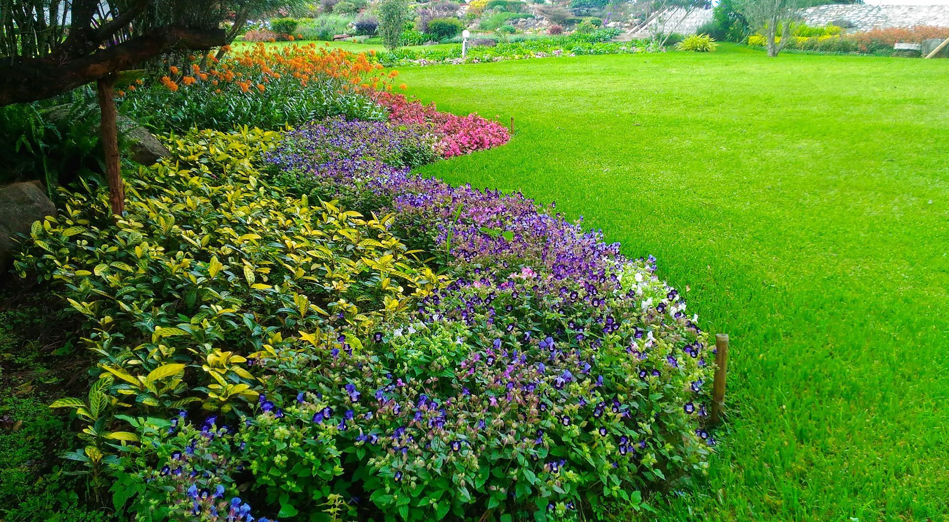A lush green field with a row of flowers in the foreground.