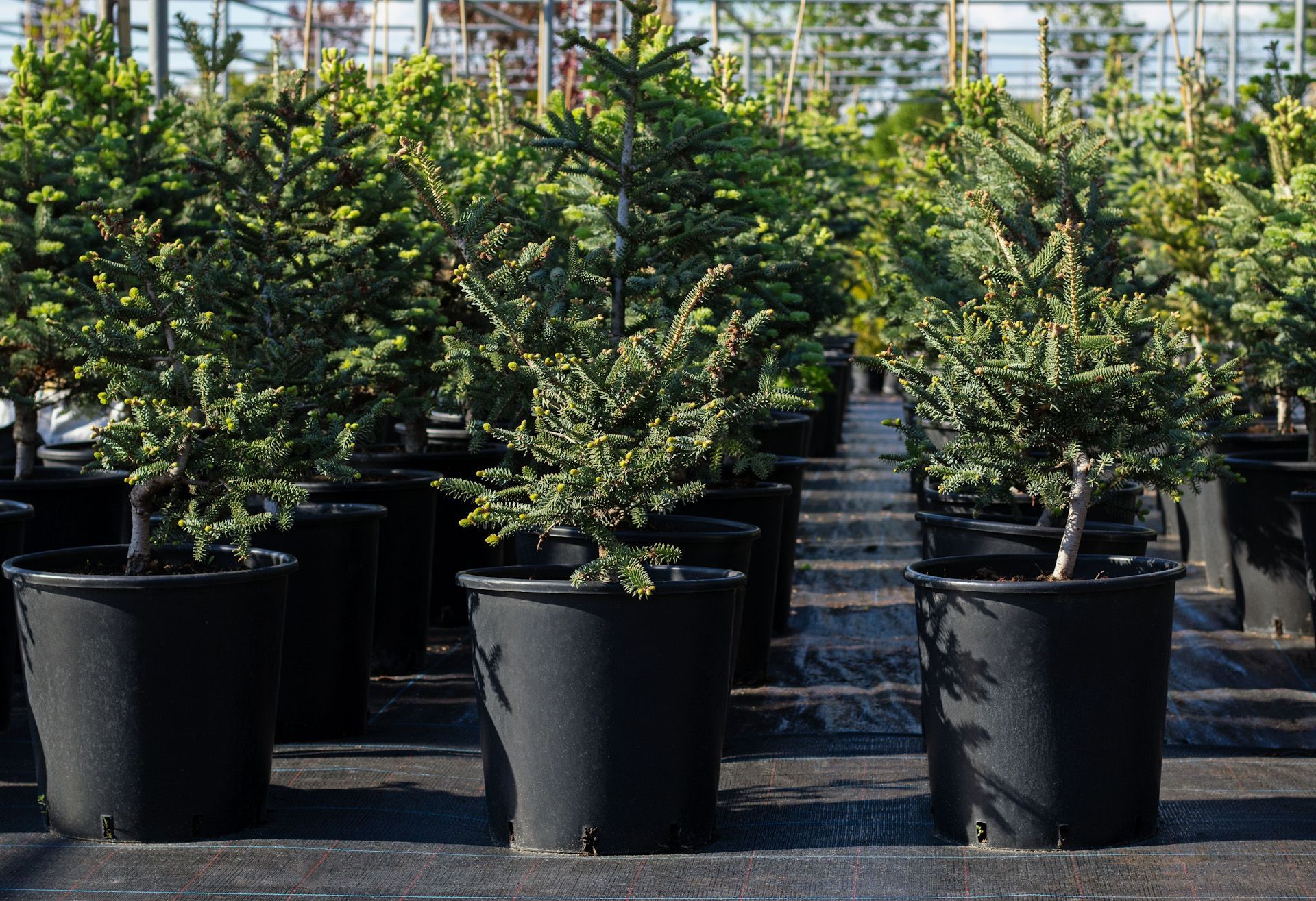 A row of potted plants are lined up in a greenhouse.