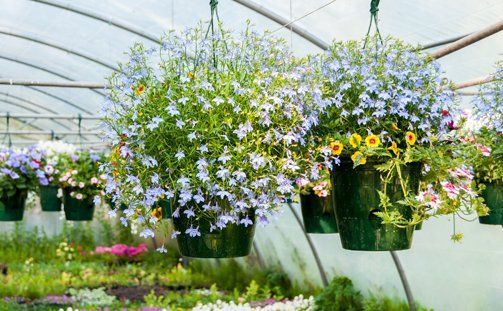 A greenhouse filled with lots of hanging baskets of flowers.