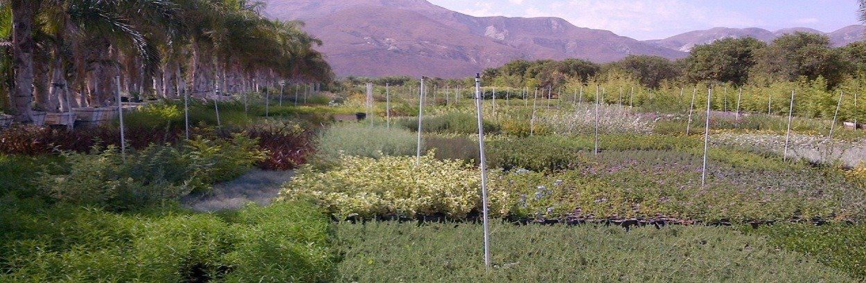 A field of plants with mountains in the background
