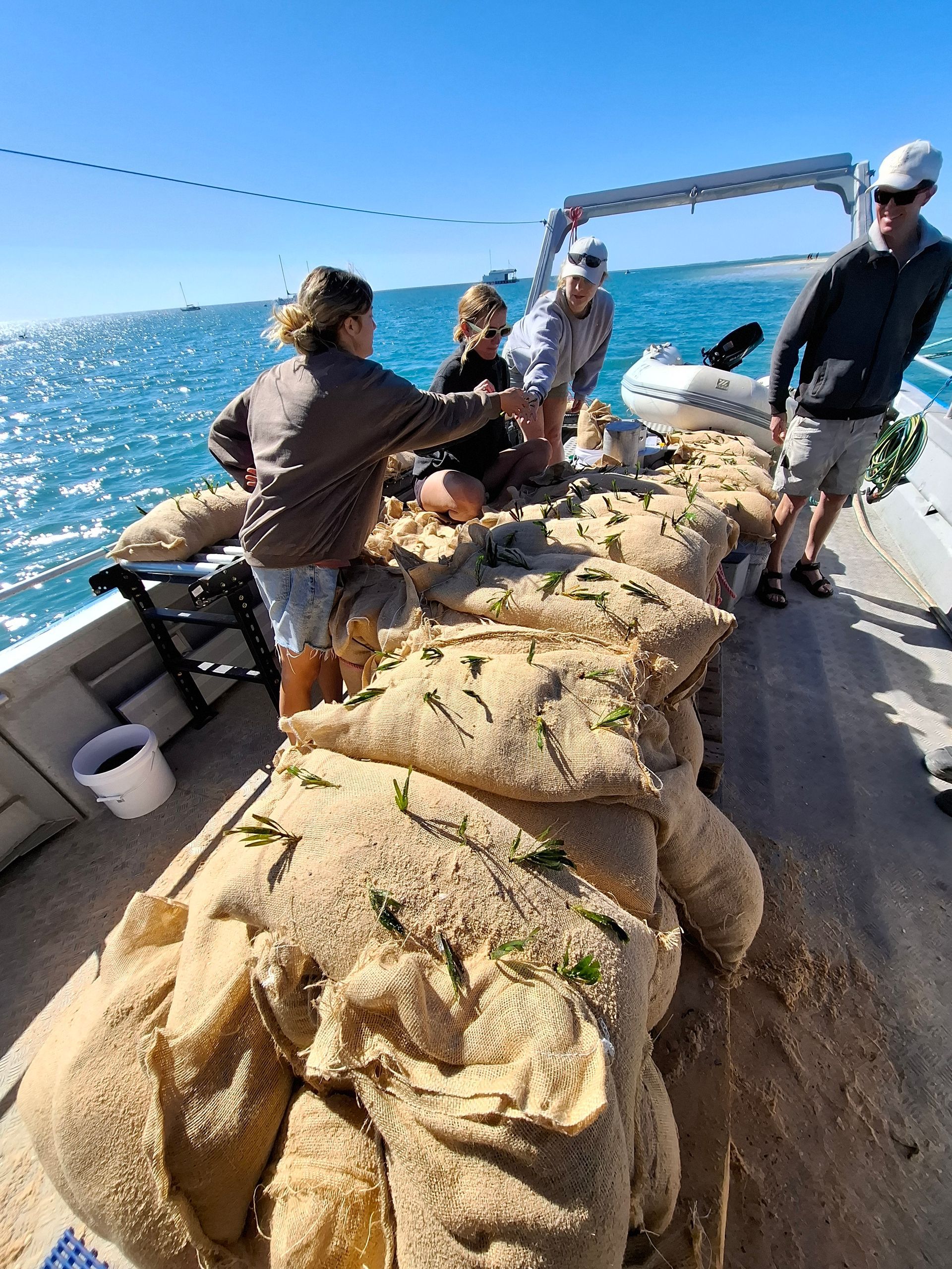 People on a boat planting seagrass. Large sandbags and blue ocean. Bright day.