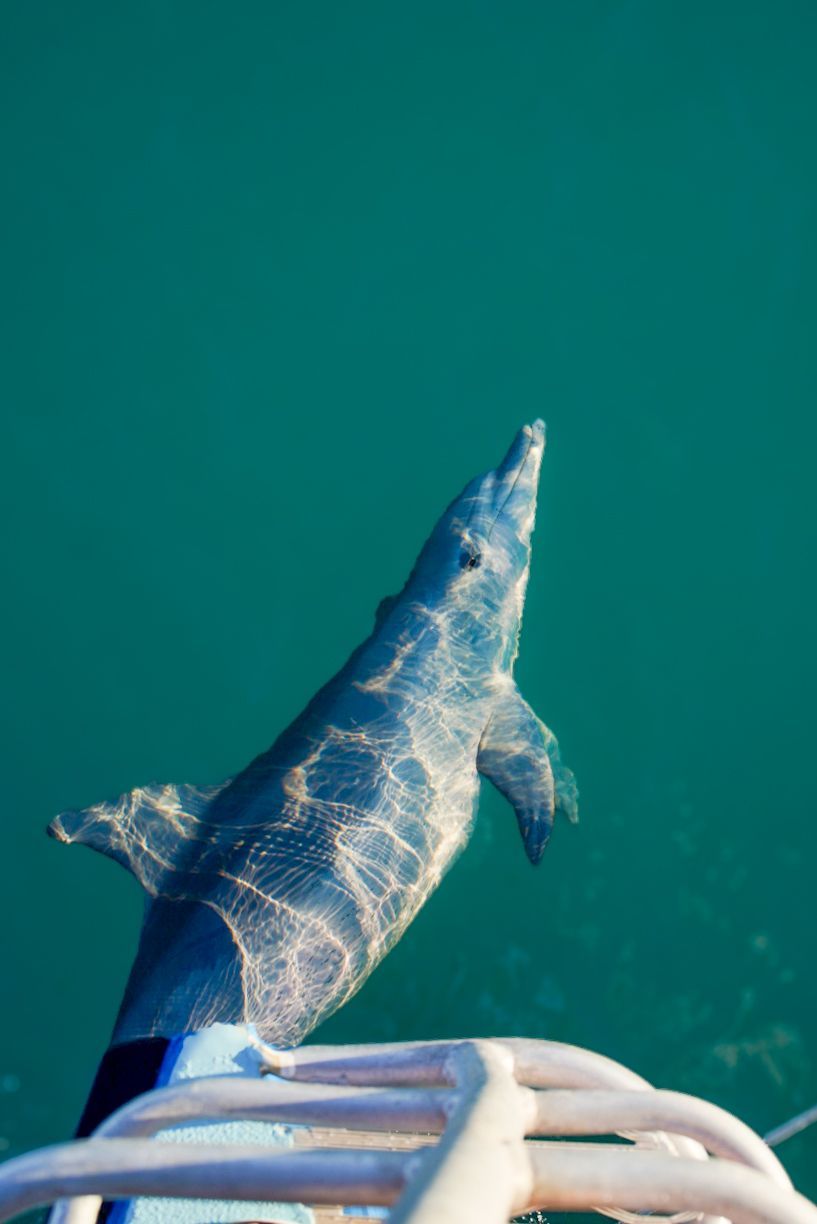 Dolphin swimming next to a boat, partially submerged with rippling water.