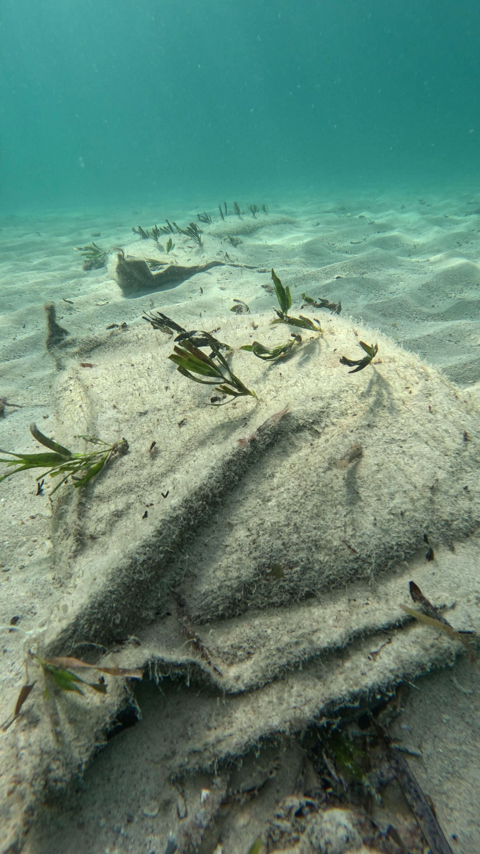 Underwater view of a sandy ocean floor with scattered seaweed and a stingray.