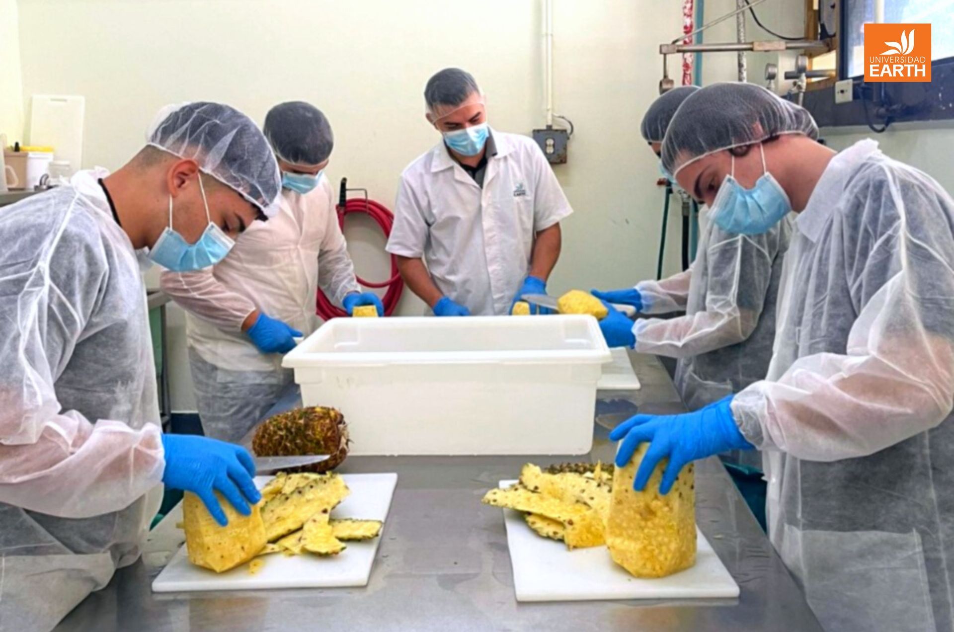 A group of men are cutting pineapples in a kitchen.