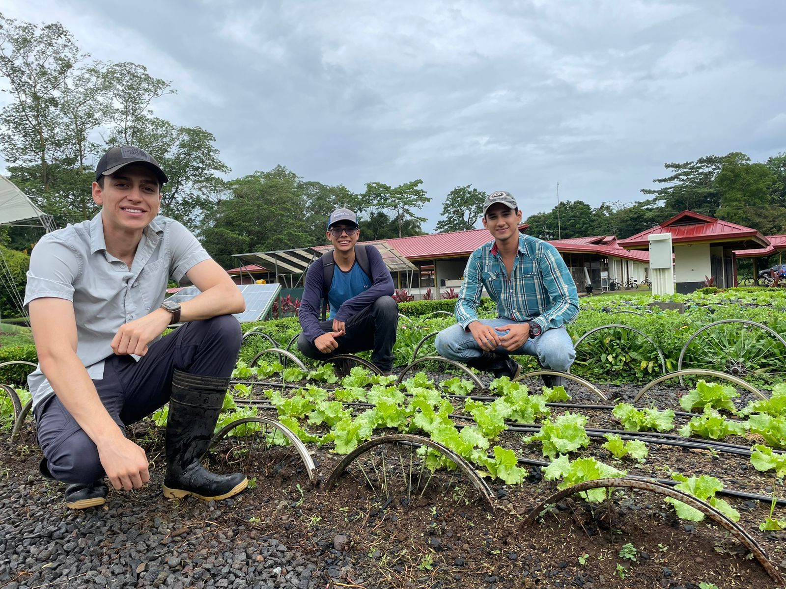 Three men are kneeling in a field of lettuce.