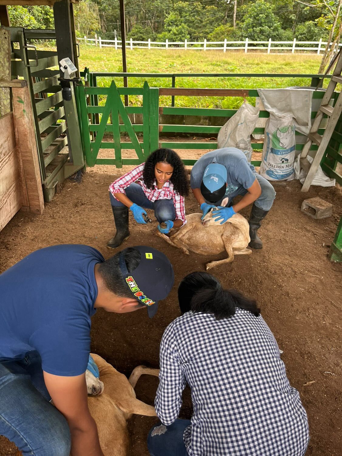 A group of people are working on a sheep in a pen.