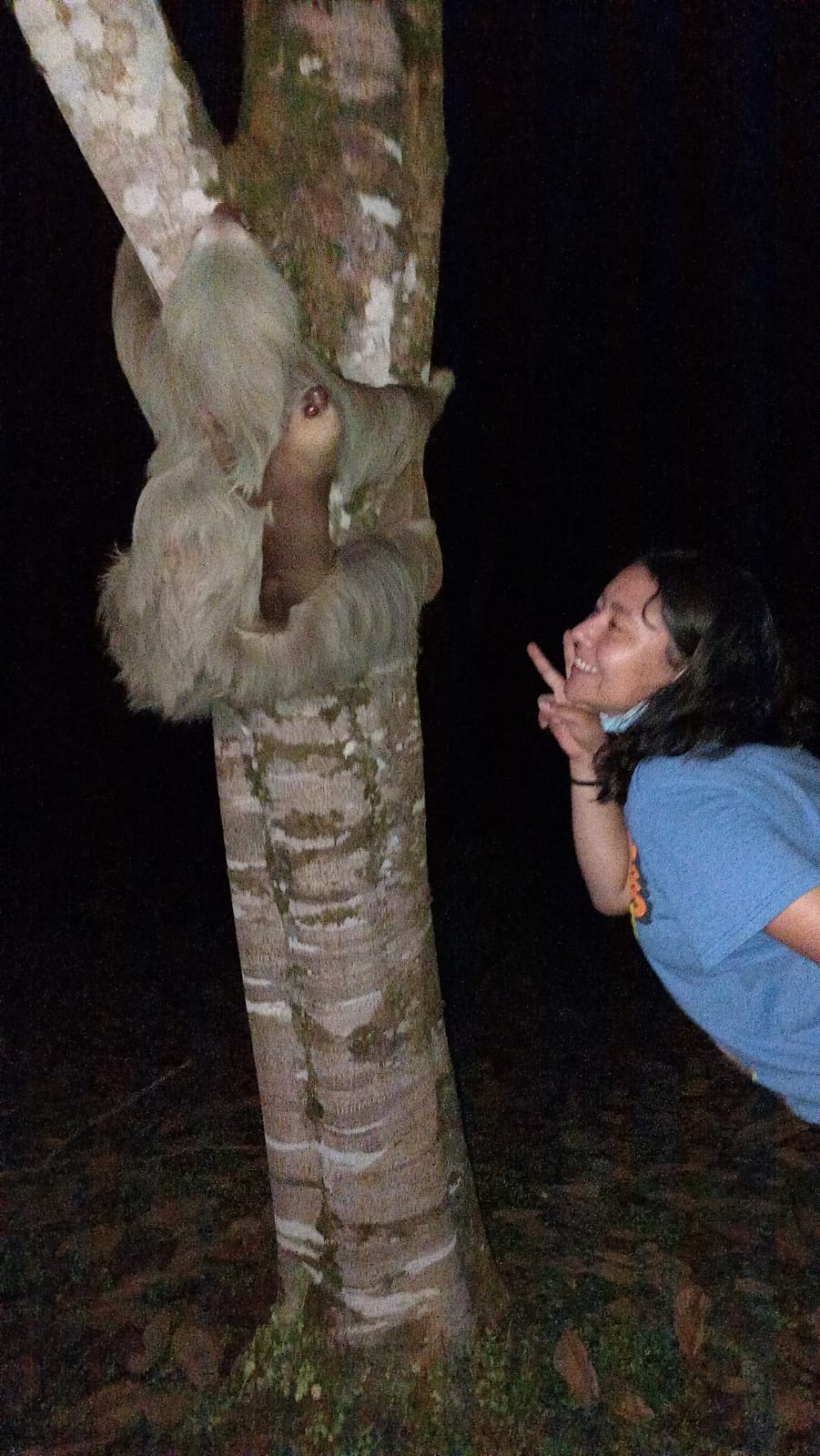 Mujer haciendo el signo de la paz a un perezoso en un árbol por la noche.