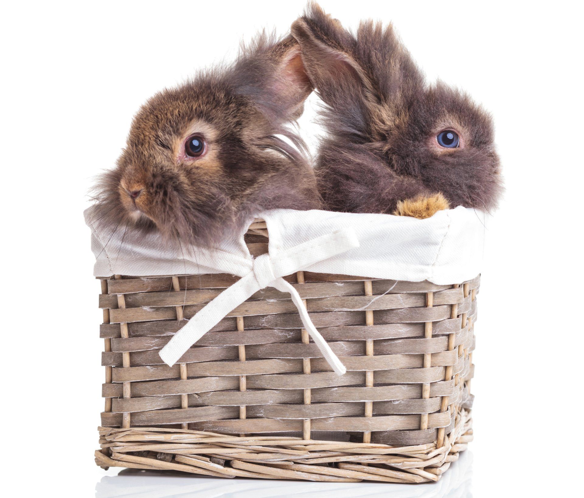 Pet Store Cincinnati, OH Animal House