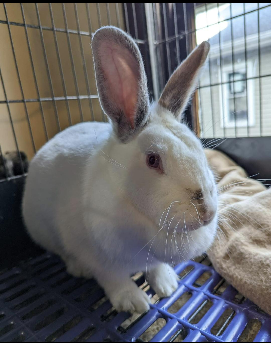 Small Animals & Birds