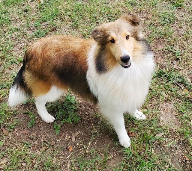 Available best sale sheltie puppies