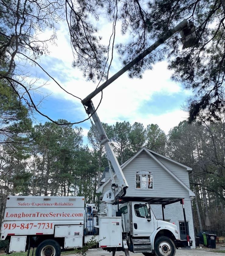 Tree Removal | Raleigh, NC | Longhorn Tree Service