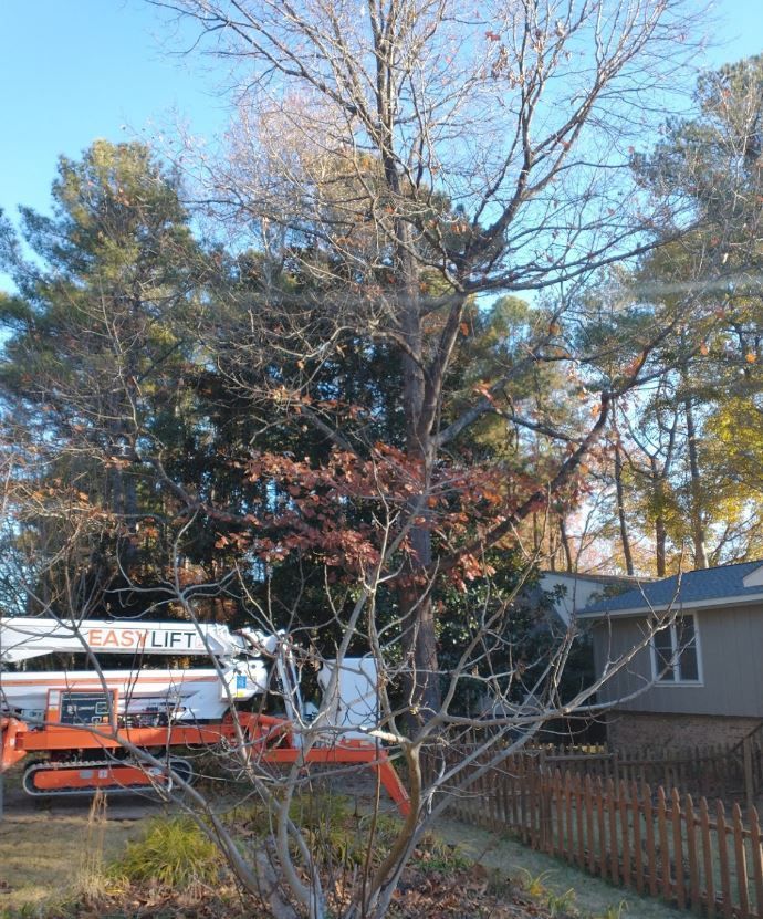 Tree Pruning | Raleigh, NC | Longhorn Tree Service