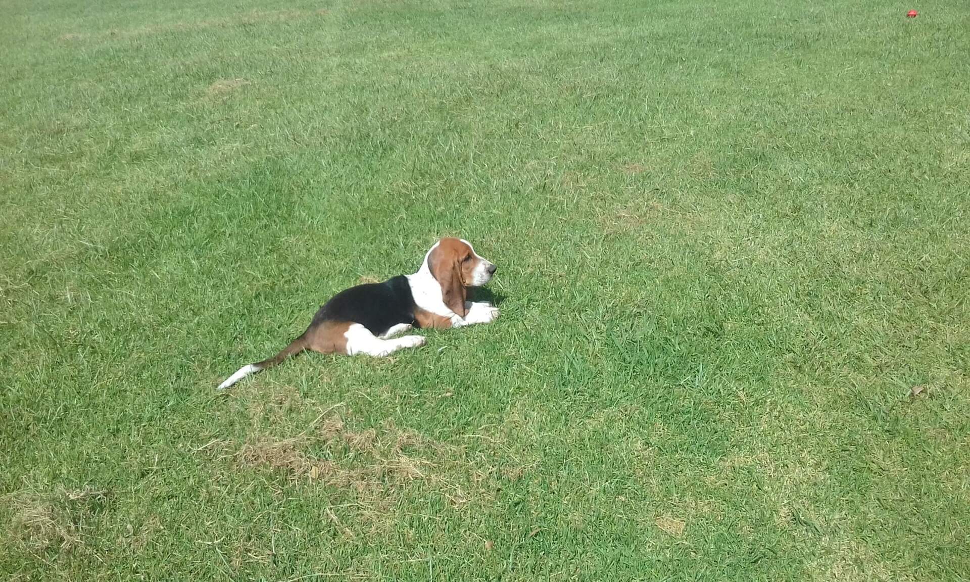 Beagle Dog Seating on the Grass — Coffs Coast Pet Services in Coffs Harbour, NSW