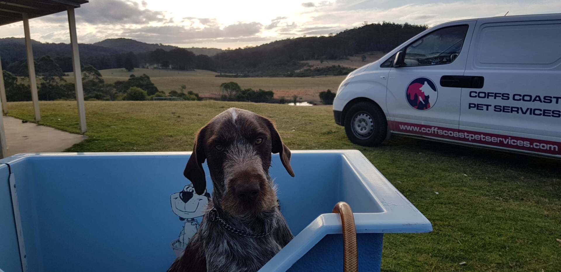 Dog in the Tub Having Shower — Coffs Coast Pet Services in Coffs Harbour, NSW