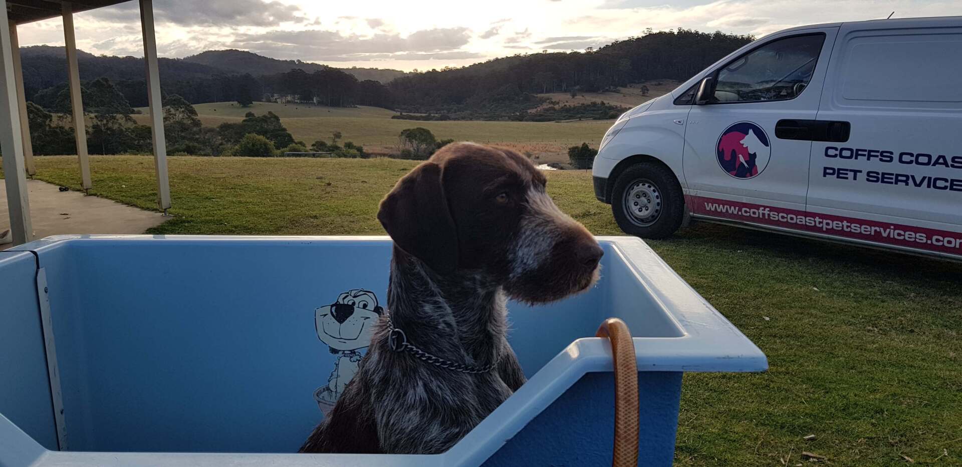 Dog in the Tub — Coffs Coast Pet Services in Coffs Harbour, NSW