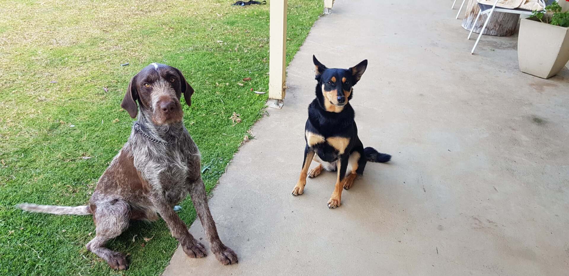Two Dog Sitting on the Floor — Coffs Coast Pet Services in Coffs Harbour, NSW