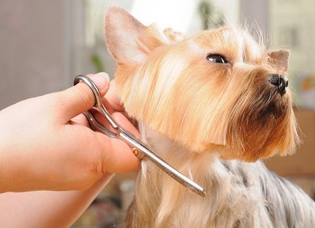 Dog Getting His Hair Cut — Coffs Coast Pet Services in Coffs Harbour, NSW