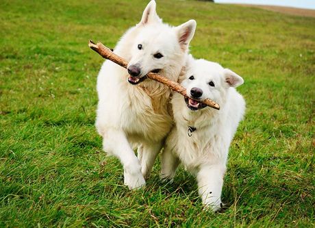 Two Dogs Playing — Coffs Coast Pet Services in Coffs Harbour, NSW