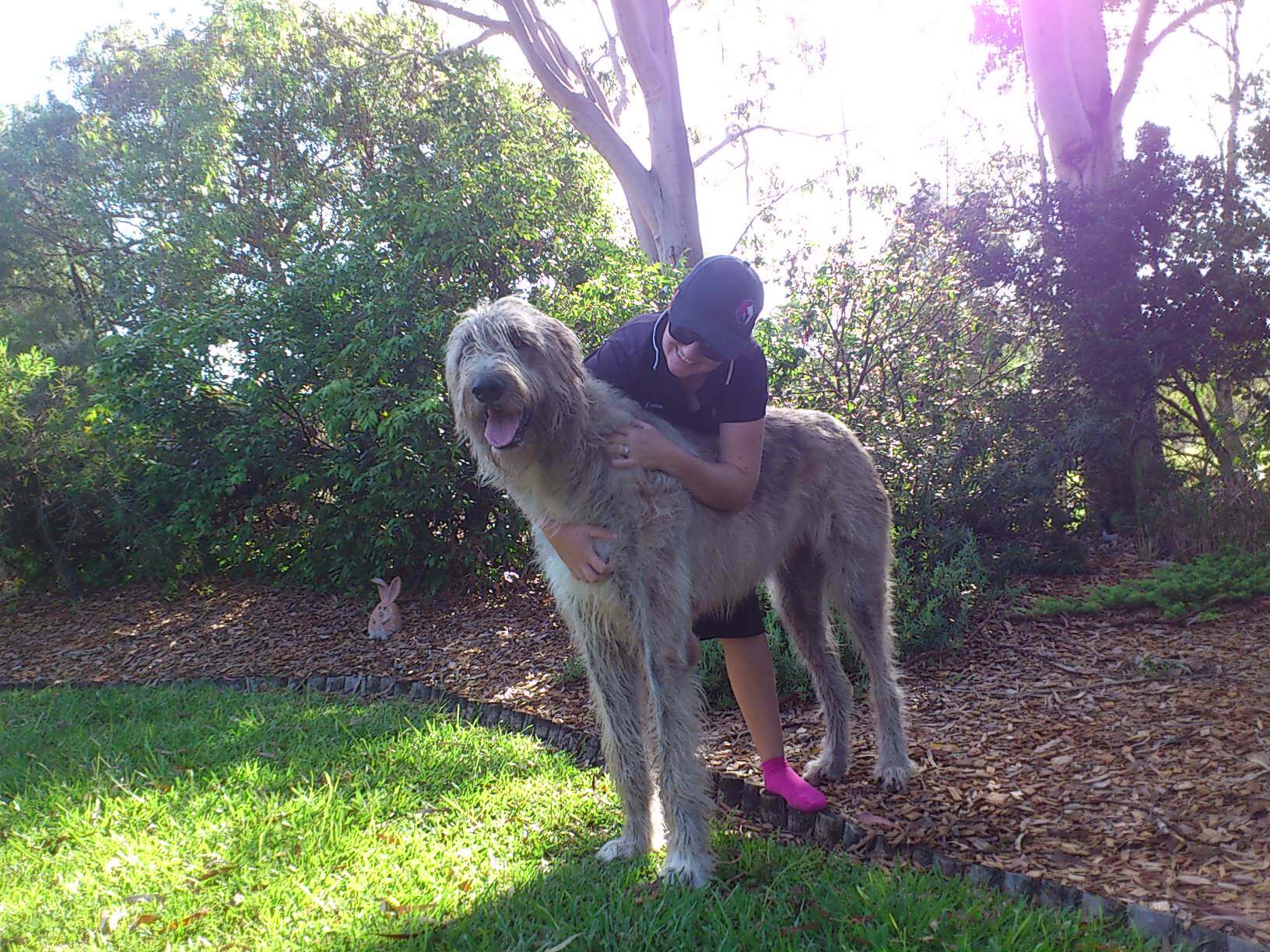 Woman Holding a Big Dog — Coffs Coast Pet Services in Coffs Harbour, NSW