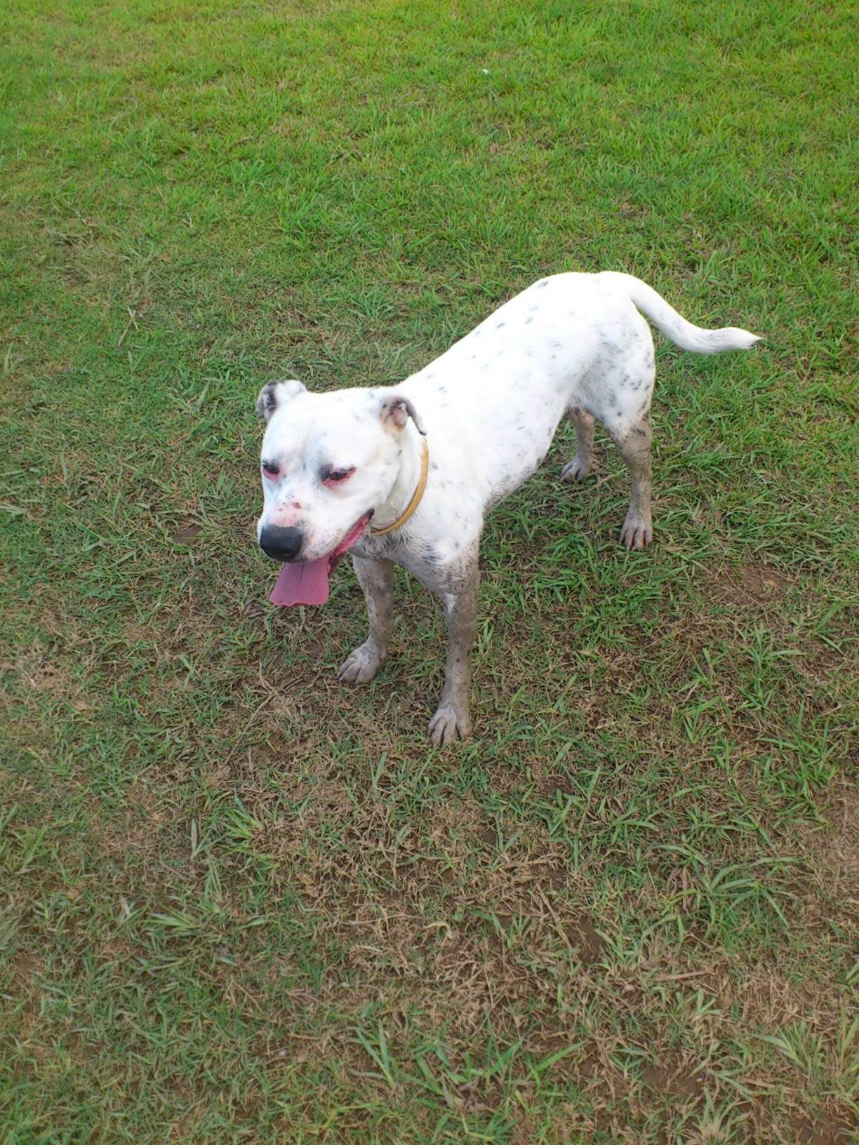 Dog Playing on the Grass — Coffs Coast Pet Services in Coffs Harbour, NSW