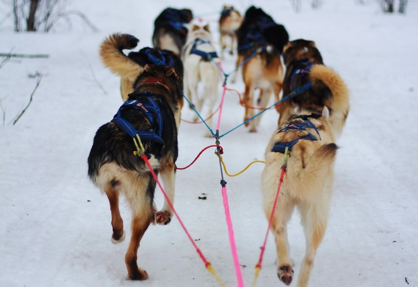 Eine Gruppe von Hunden, die einen Schlitten im Schnee ziehen