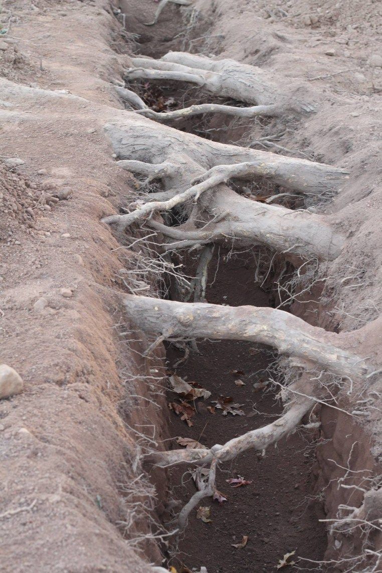 Trenches in brown dirt, with exposed plant roots winding through them.