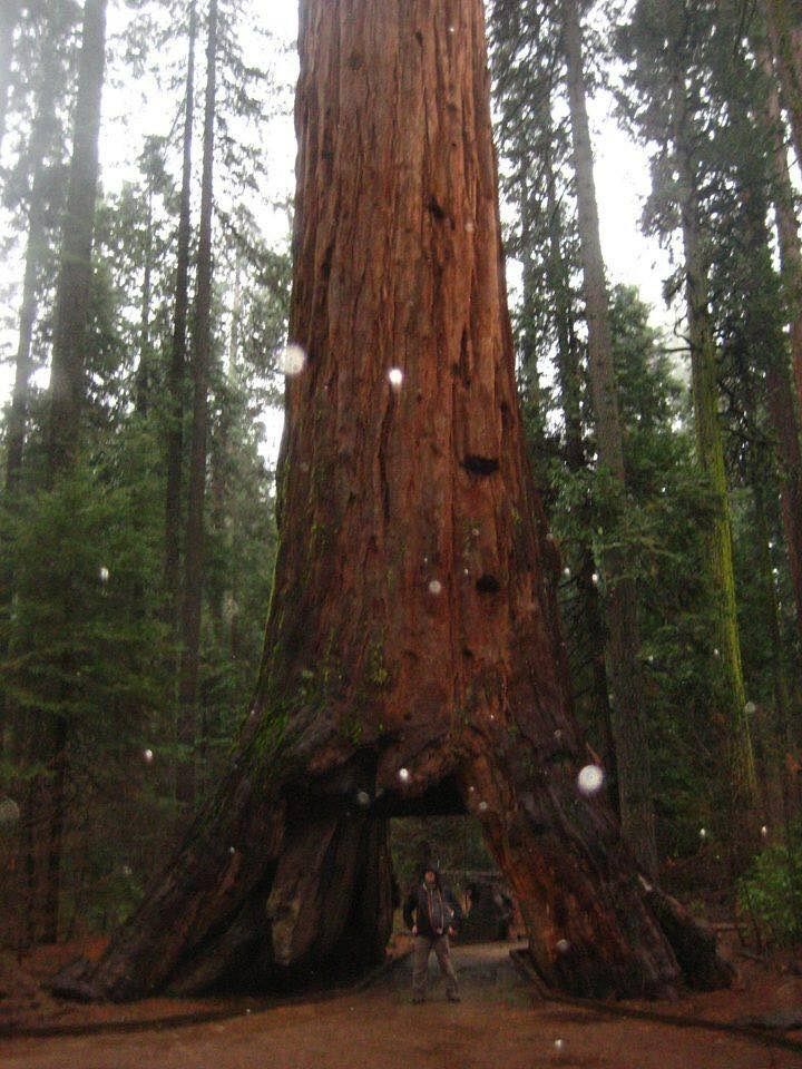 Giant sequoia tree with tunnel, person standing at base, forest background.