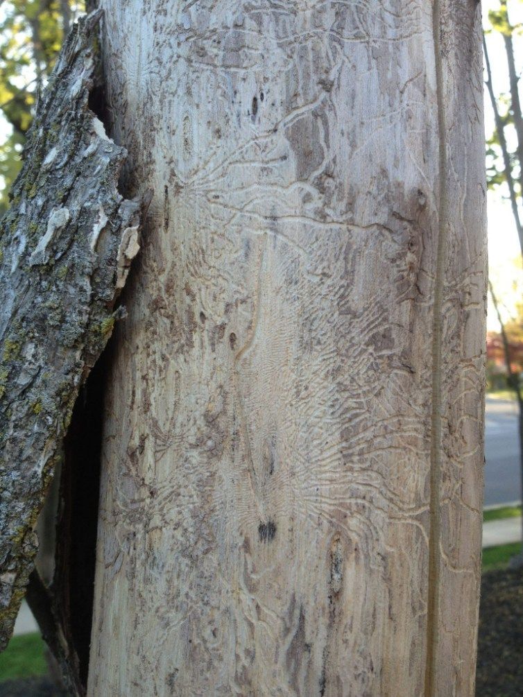 Tree trunk with intricate insect tunneling patterns, bark peeling away.