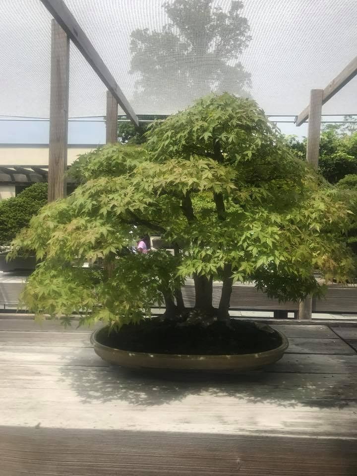 Bonsai tree with green leaves in a brown ceramic pot, under a shaded wooden structure.