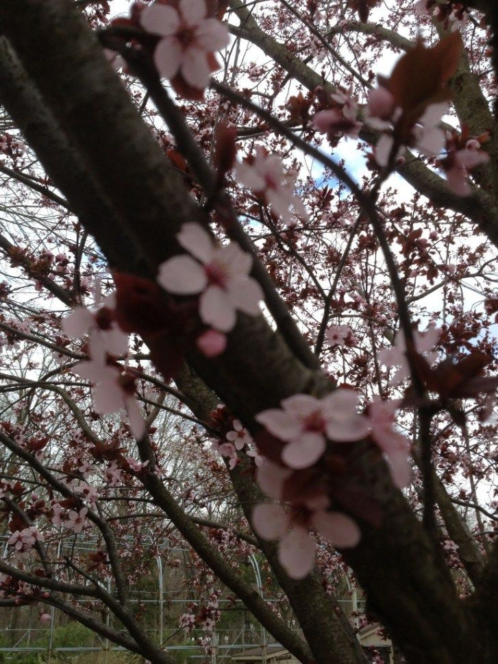 Pink blossoms on a tree branch with dark brown bark, set against a cloudy sky.