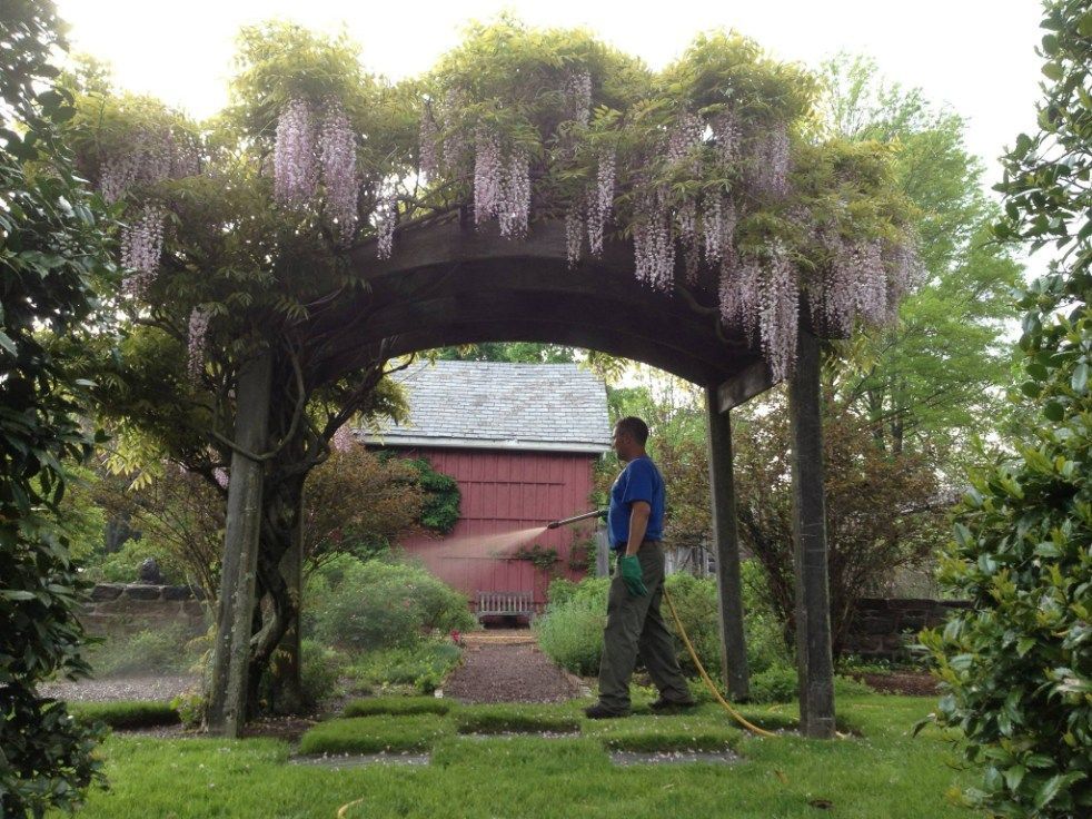 Man watering a garden under a wisteria-covered archway. Red shed in the background.