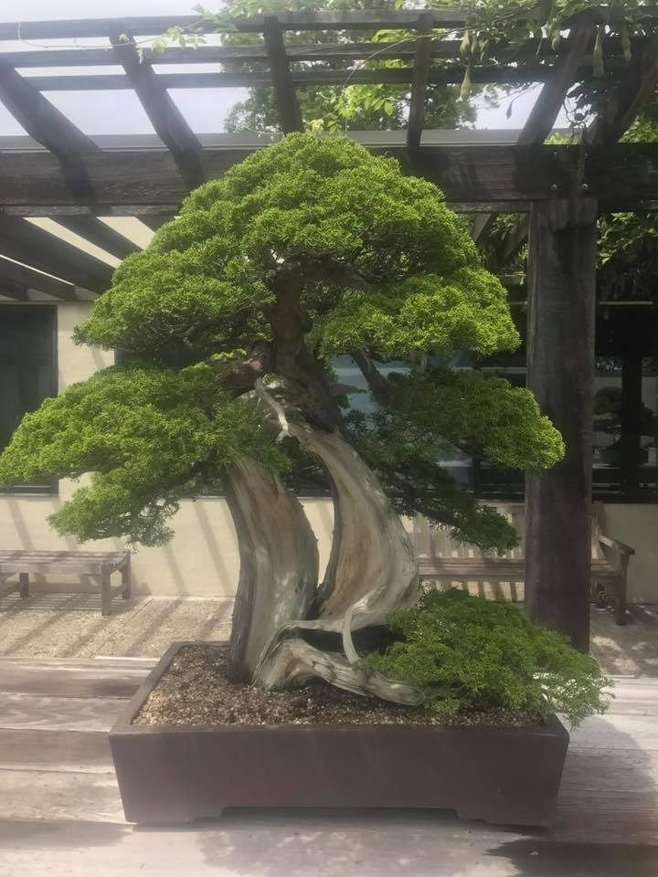 Bonsai tree with twisted trunk and green foliage in a brown rectangular pot, under a wooden pergola.