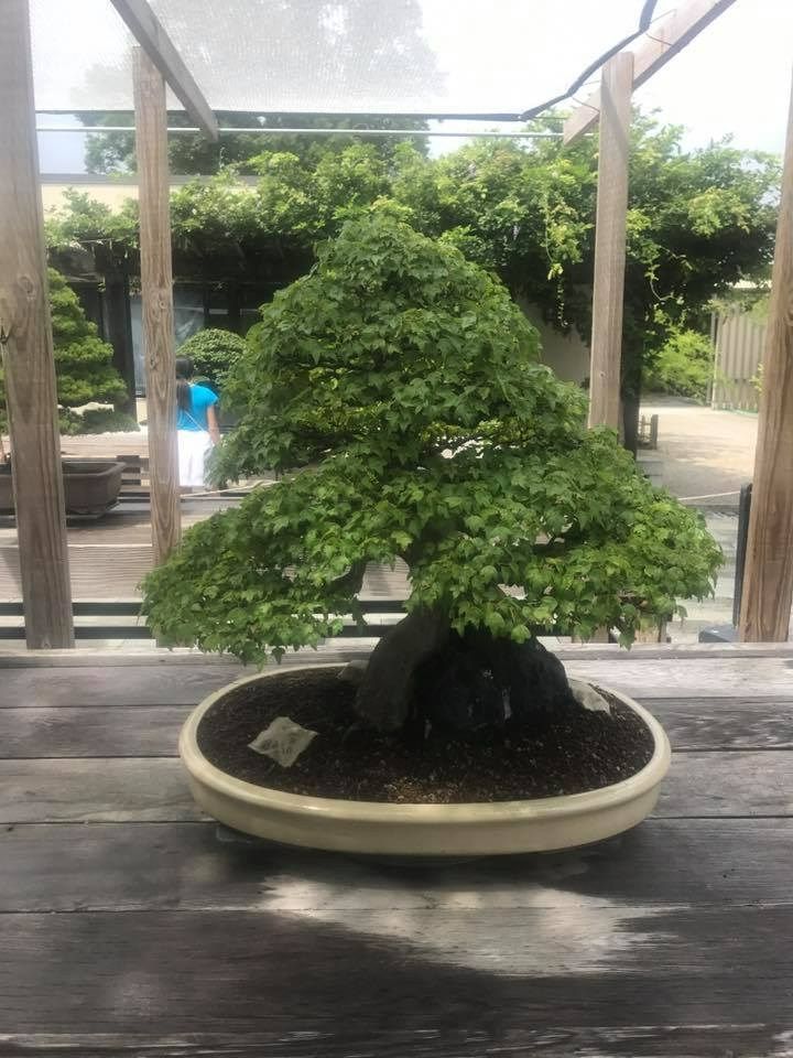 Bonsai tree in a light-colored oval pot, set on a wooden table. Green leaves with a dark trunk.