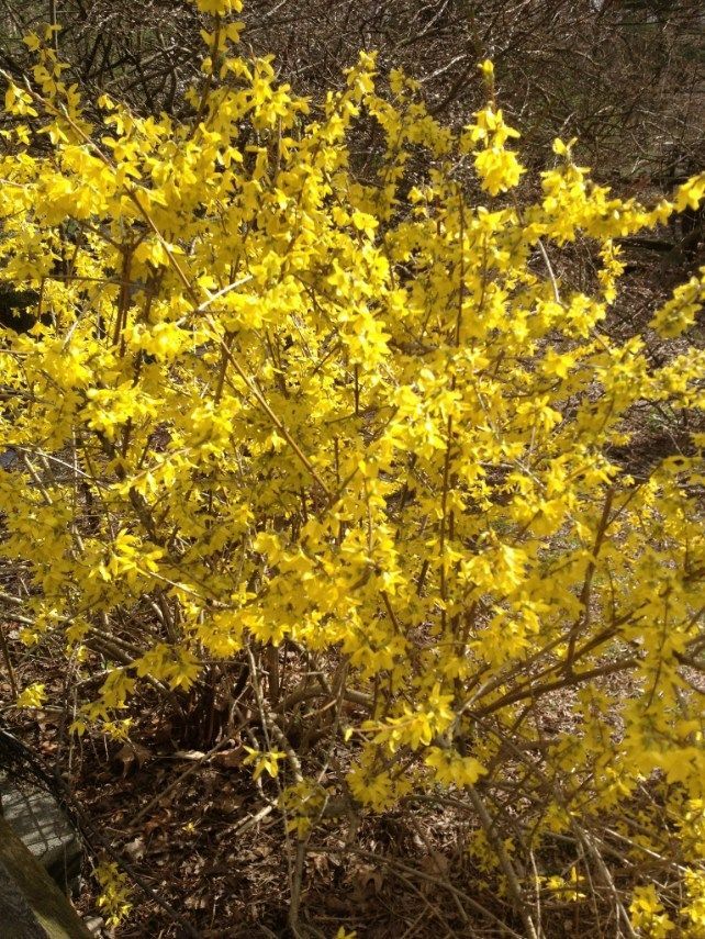Yellow forsythia bush in full bloom.