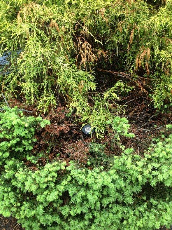 Green and brown evergreen shrubbery with a small dark circular object in the center.