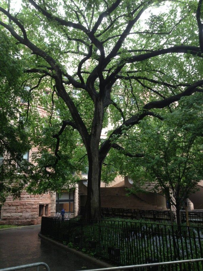 Tall tree with spreading branches in an urban courtyard, partially obscuring brick buildings and a wrought-iron fence.