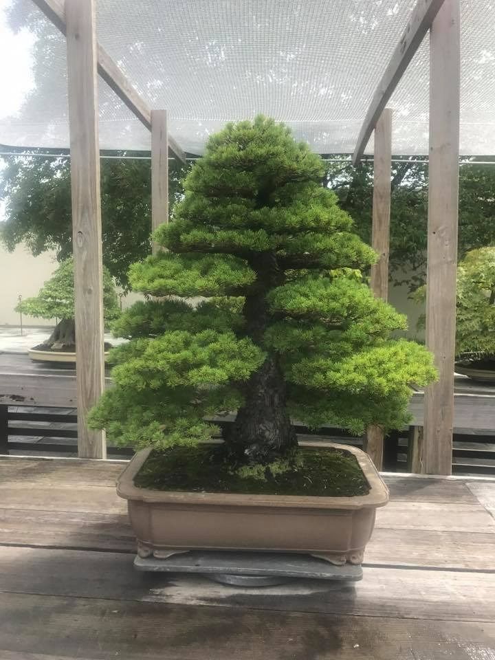 Bonsai tree with layered green foliage and dark trunk in a rectangular pot, under wooden structure.