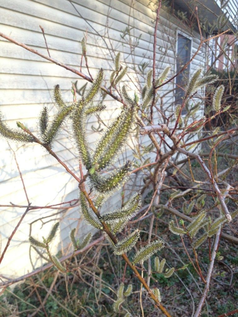 Willow tree branch with green catkins in front of a white house.