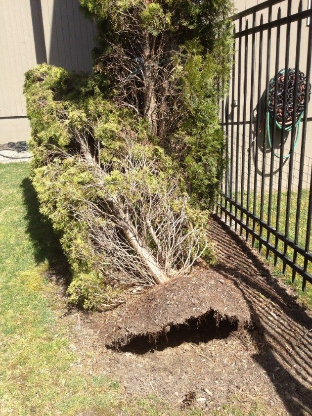 Evergreen shrub, uprooted, lying on side near a black fence and grassy lawn.