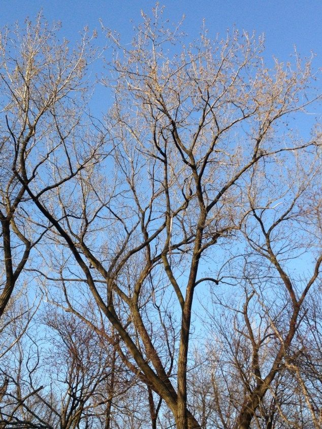 Bare tree branches against a bright blue sky.