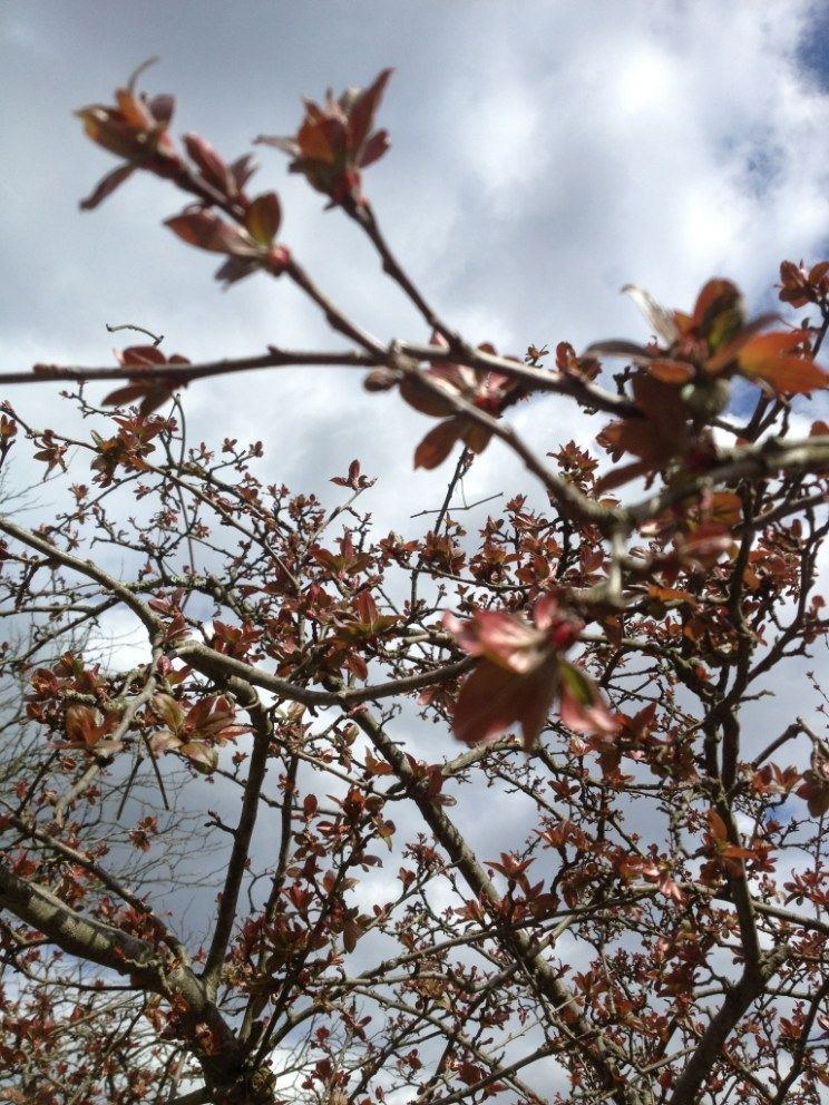 Branches with reddish leaves against a cloudy sky.